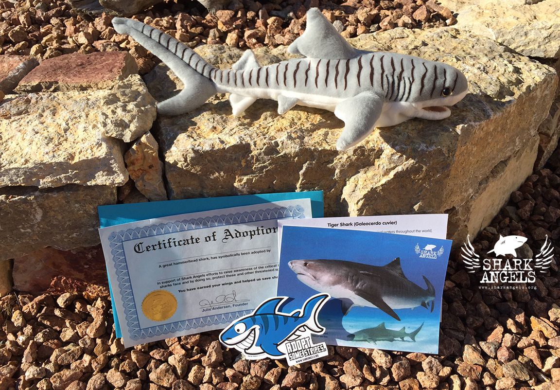 Shark Angels conservation