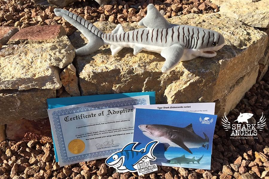 Shark Angels conservation