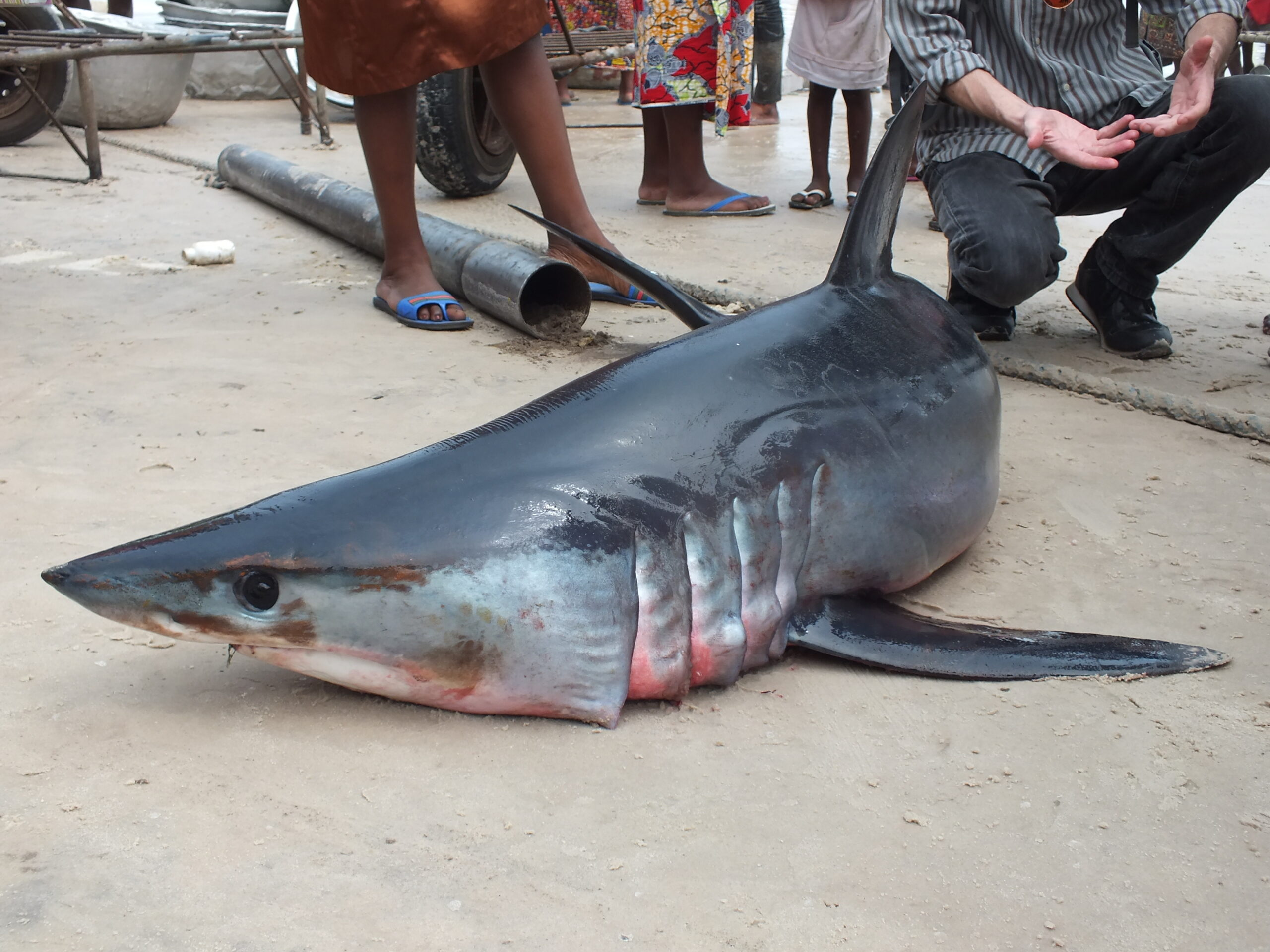 Shark Conservation Society