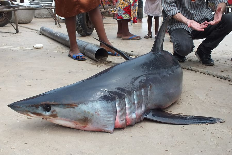 Shark Conservation Society