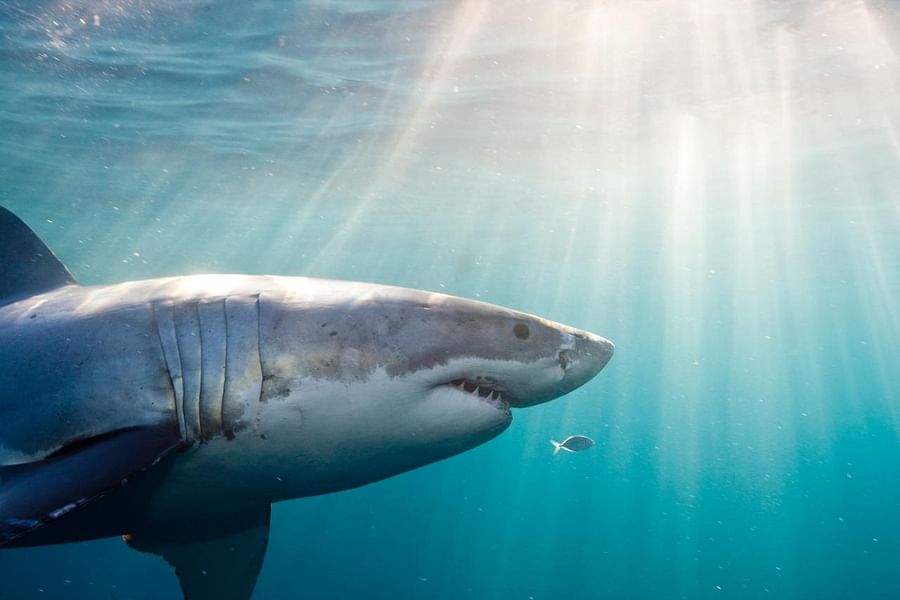 Great White Shark underwater
