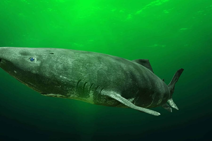 Greenland Shark habitat