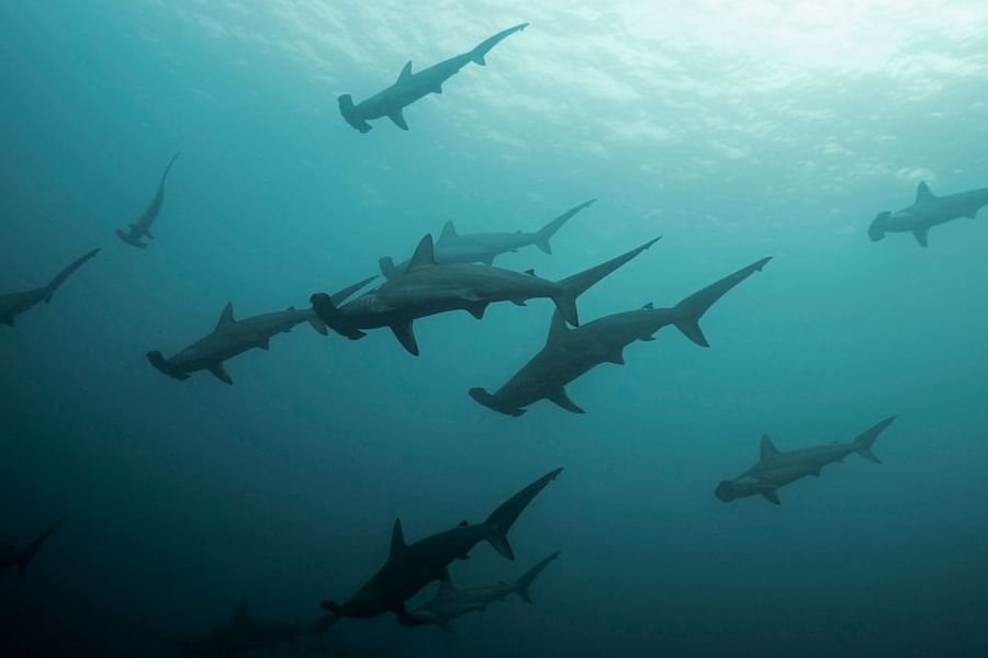 Hammerhead Shark swimming