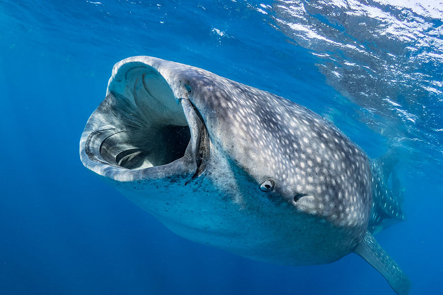 shark cartilage flexibility