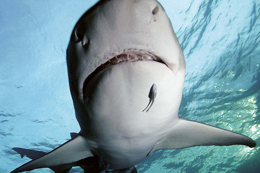 shark cartilage regeneration