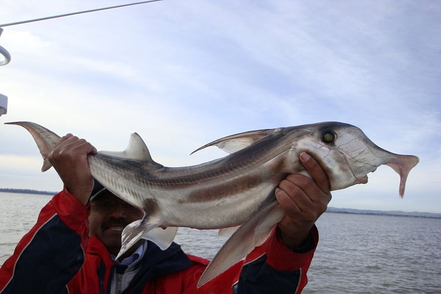 shark cartilage vs human bones