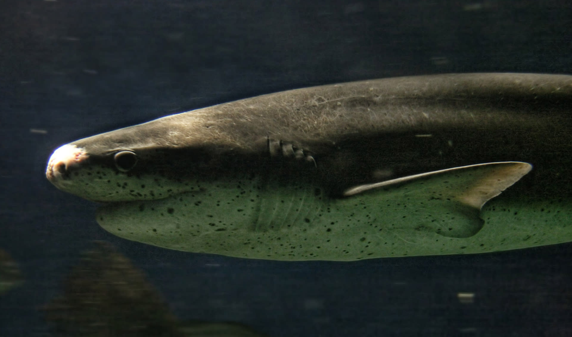 Shark Skeletal Secrets: Comparing Shark Cartilage to Human Bones