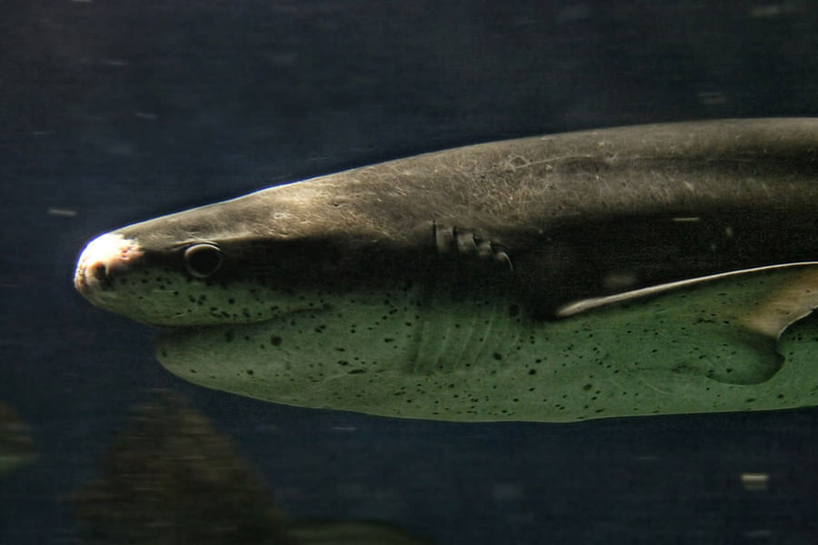 shark skeleton buoyancy