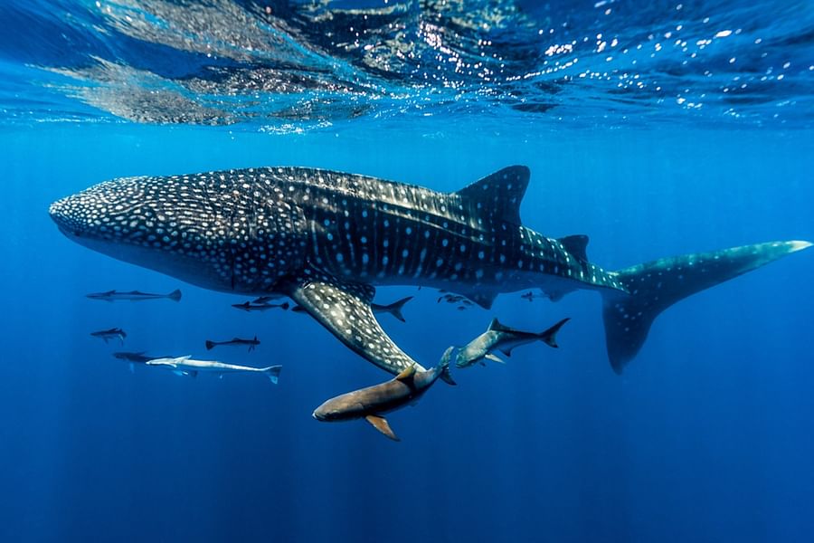Whale Shark in the ocean