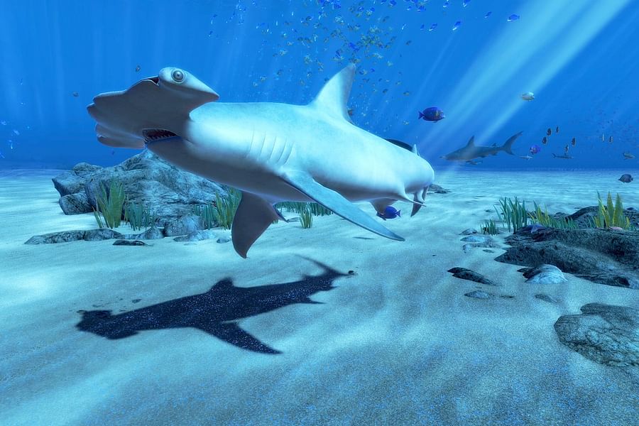 Blue Whale VR experience