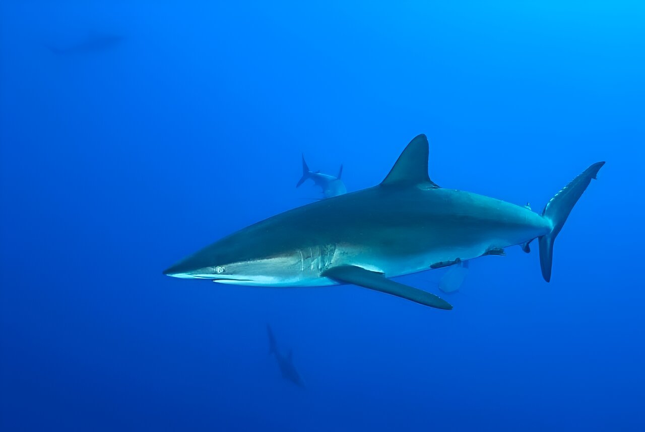 Shark Conservation app homepage