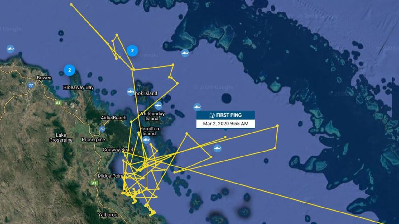 Shark Tracker app screenshot
