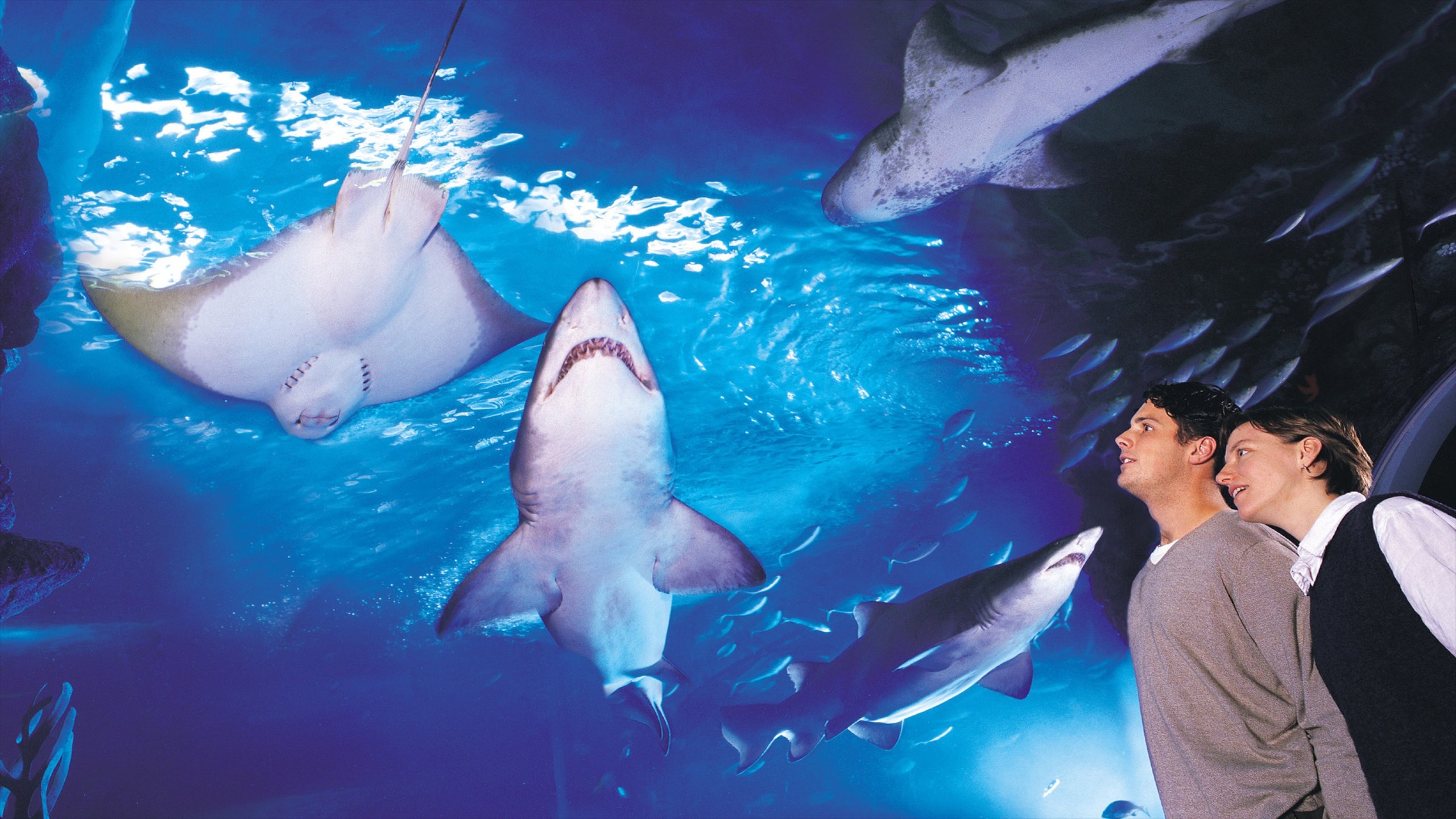 VR Ocean Aquarium 3D app