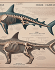 Shark Skeletal Secrets: Comparing Shark Cartilage to Human Bones