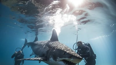 Shark Week Extras: Unseen Footages and Behind-the-Scenes of the Most Anticipated Event
