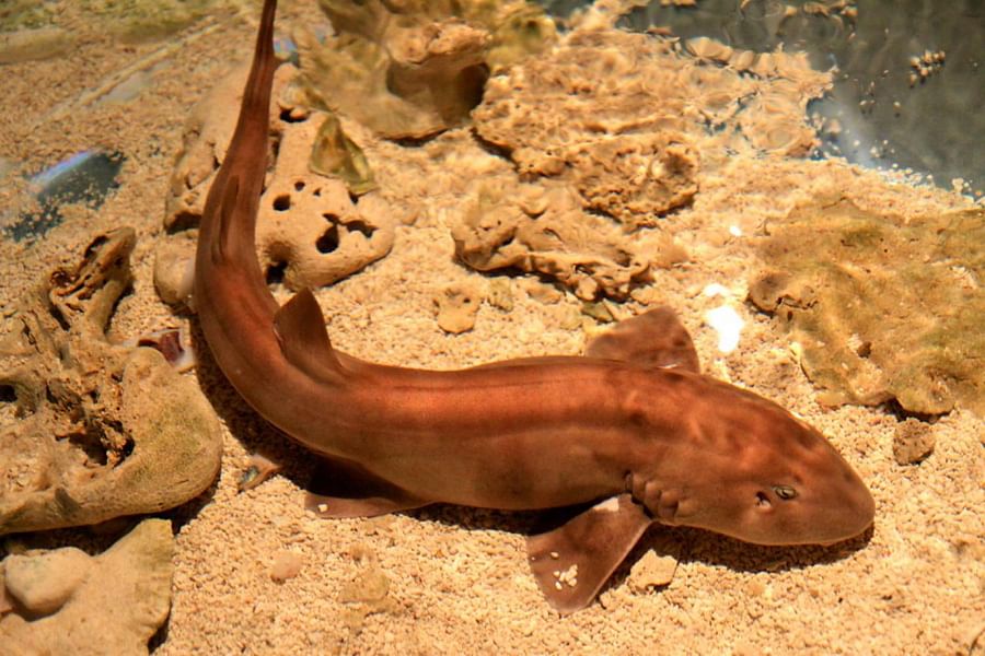 A Bamboo Shark swimming in its natural underwater habitat