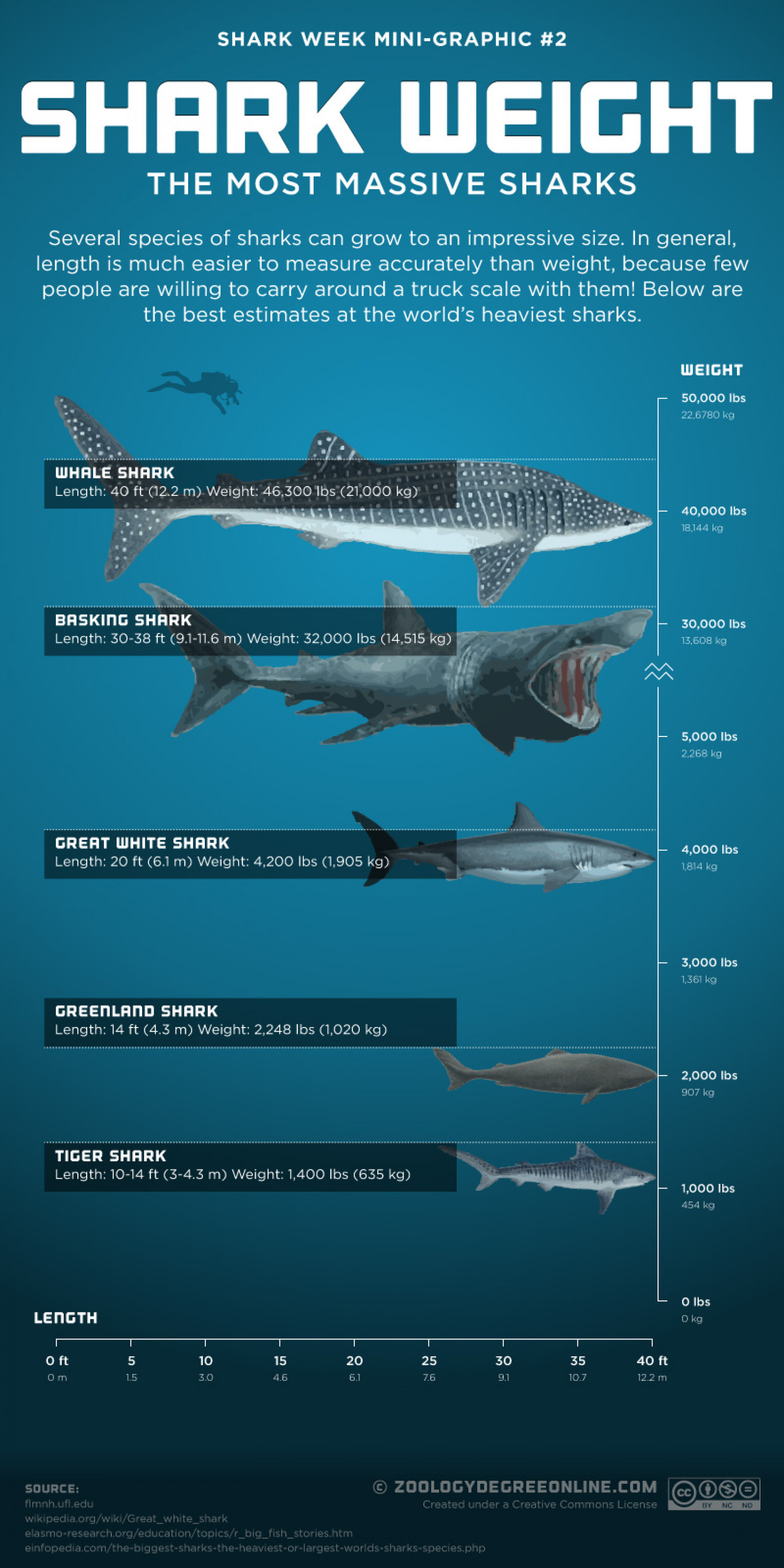 Infographic showcasing interesting facts about different shark species